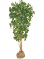 Preview: Schefflera künstlich ca. 180 cm
